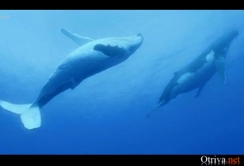 Emotional Chill Out Music Touch - Peaceful Grey Whales And Humpbacks Whales